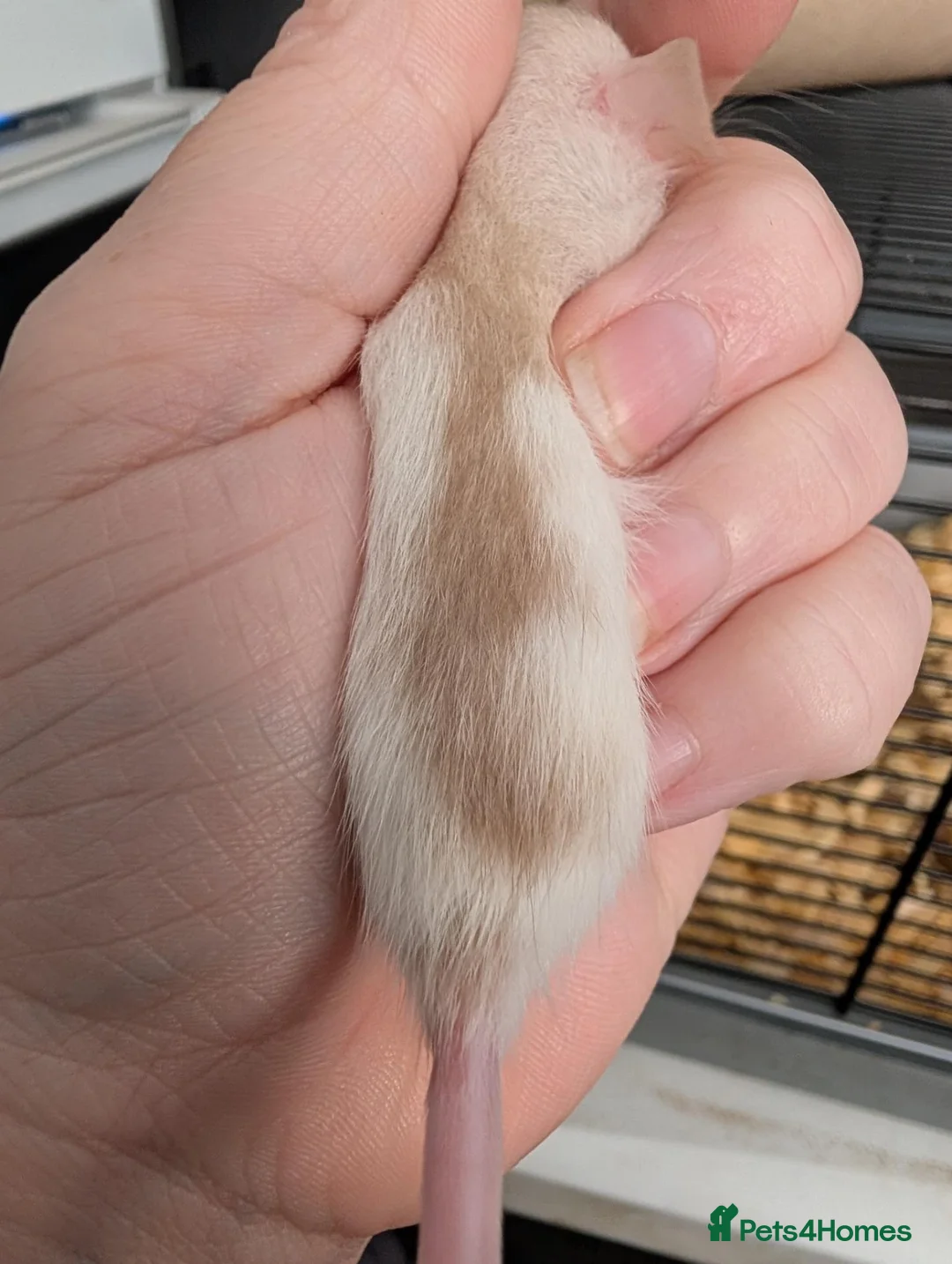 Rat rodents for sale: 3 X Siamese female baby rats  - Advert 2