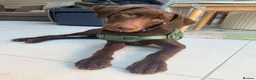 Labrador Retriever dogs for sale: Winston – 6-Month-Old Chocolate Labrador in Addlestone - Advert 3
