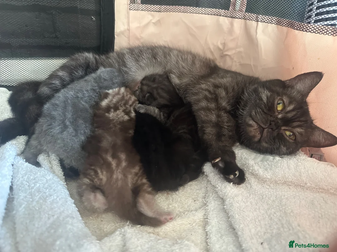 Persian cats for sale: Beautiful Persian kittens - Advert 2
