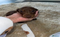 Miniature Dachshund dogs for sale: Miniature dachshunds  - Image 1
