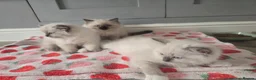 Ragdoll cats for sale: Gccf Registered Ragdoll kittens  in Prenton - Advert 16