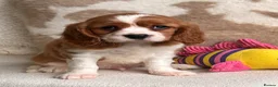 Cavalier King Charles Spaniel dogs for sale: Beautiful cavalier King Charles puppies  - Advert 16