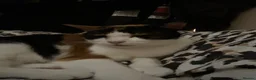 Mixed Breed cats for sale: Luna - tricoloured cat! in Abergavenny - Advert 2