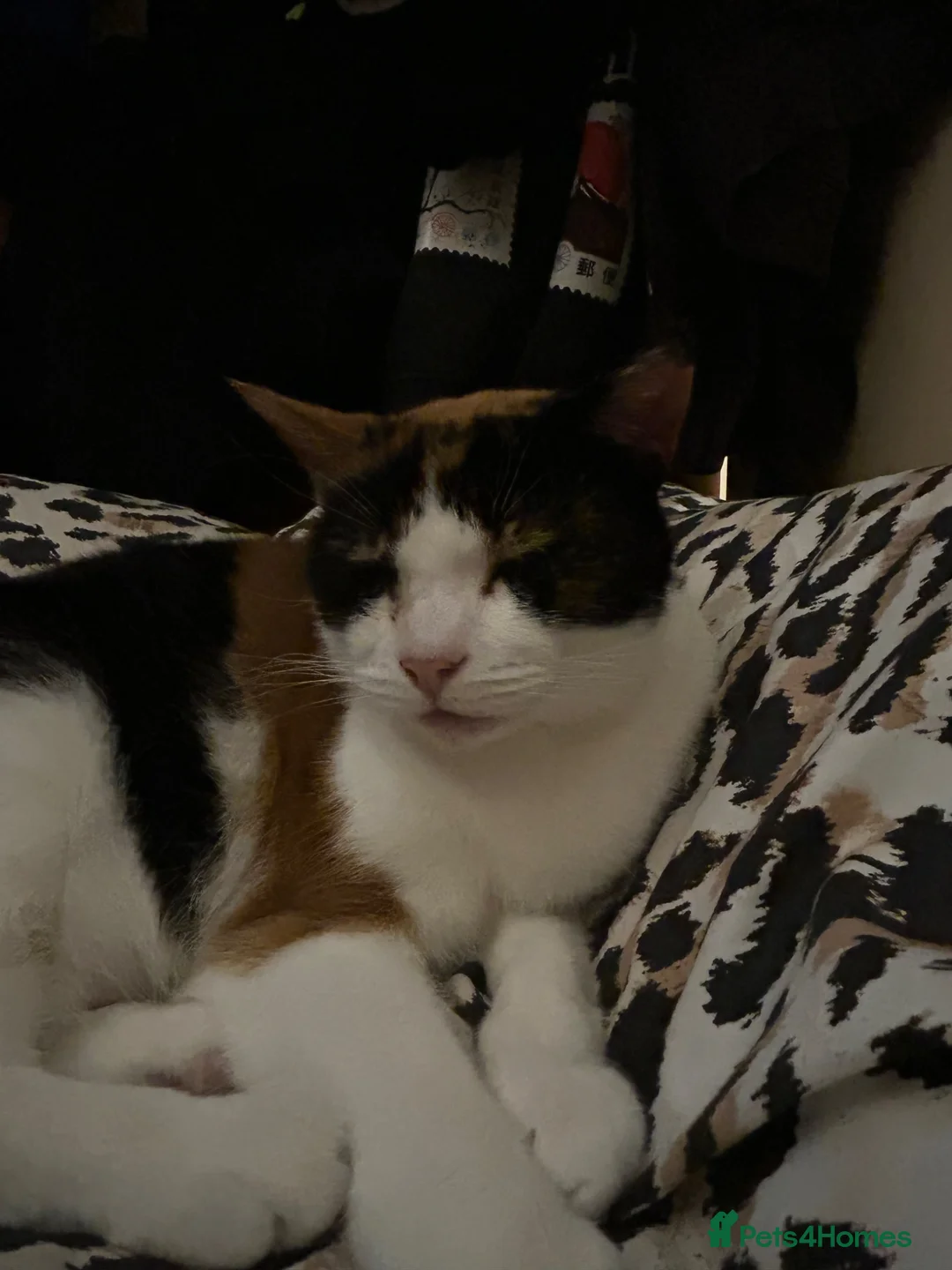 Mixed Breed cats for sale: Luna - tricoloured cat! in Abergavenny - Advert 2