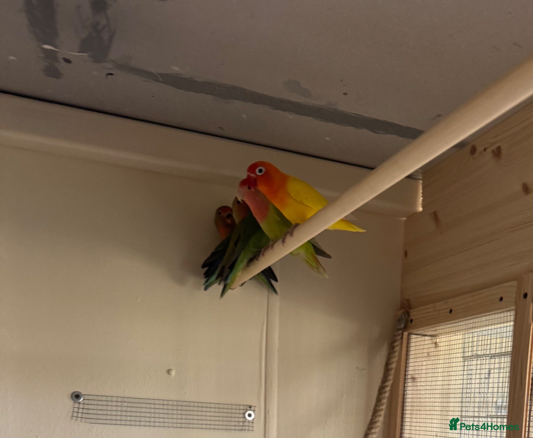 Lovebirds birds Proven bonded pair of love birds with 5 chicks  - Advert 1