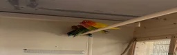 Lovebirds birds for sale: Proven bonded pair of love birds with 5 chicks  in Leighton Buzzard - Advert 1