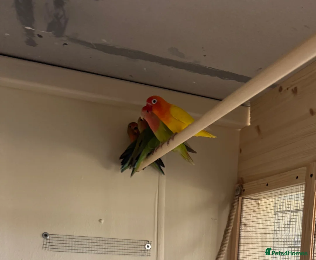 Lovebirds birds for sale: Proven bonded pair of love birds with 5 chicks  in Leighton Buzzard - Advert 1