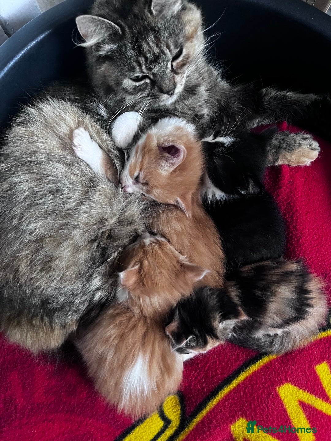 Mixed Breed cats for sale: Beautiful Fluffy Kittens - Advert 9