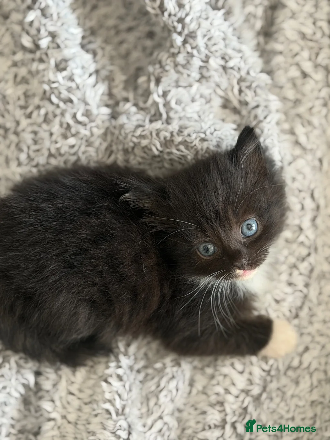 Mixed Breed cats for sale: 3 beautiful kittens for sale  - Advert 2