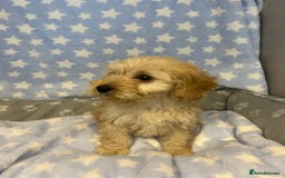 Cockapoo dogs for sale: 5 cockapoo boys for sale - Image 9