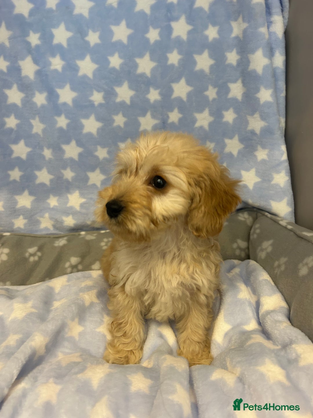 Cockapoo dogs for sale: 5 cockapoo boys for sale - Image 9