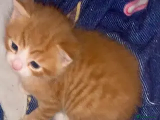 Mixed Breed cats Two ginger kittens beautiful markings - Advert 4