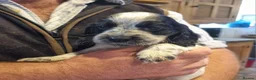 Cocker Spaniel dogs for sale: Gorgeous Sable Cocker Spaniels  - Advert 32