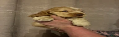 Cocker Spaniel Puppy 3