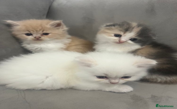 Scottish Fold cats - Advert 5