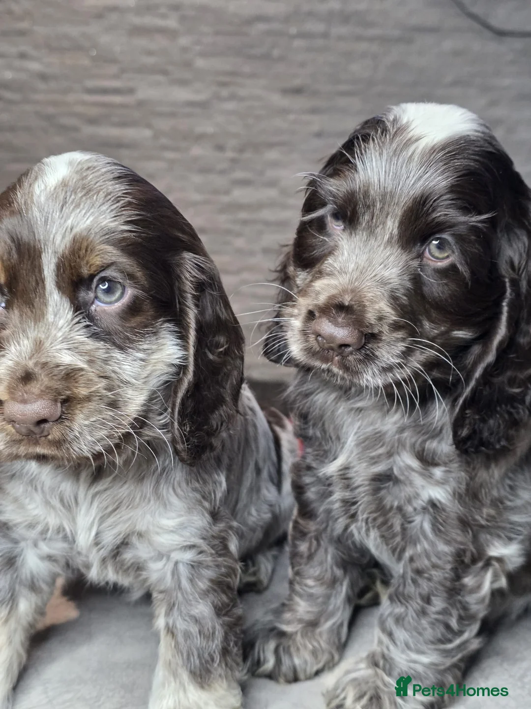 Cocker Spaniel dogs for sale: Show Type Cocker Spaniels Ready to leave now - Advert 36