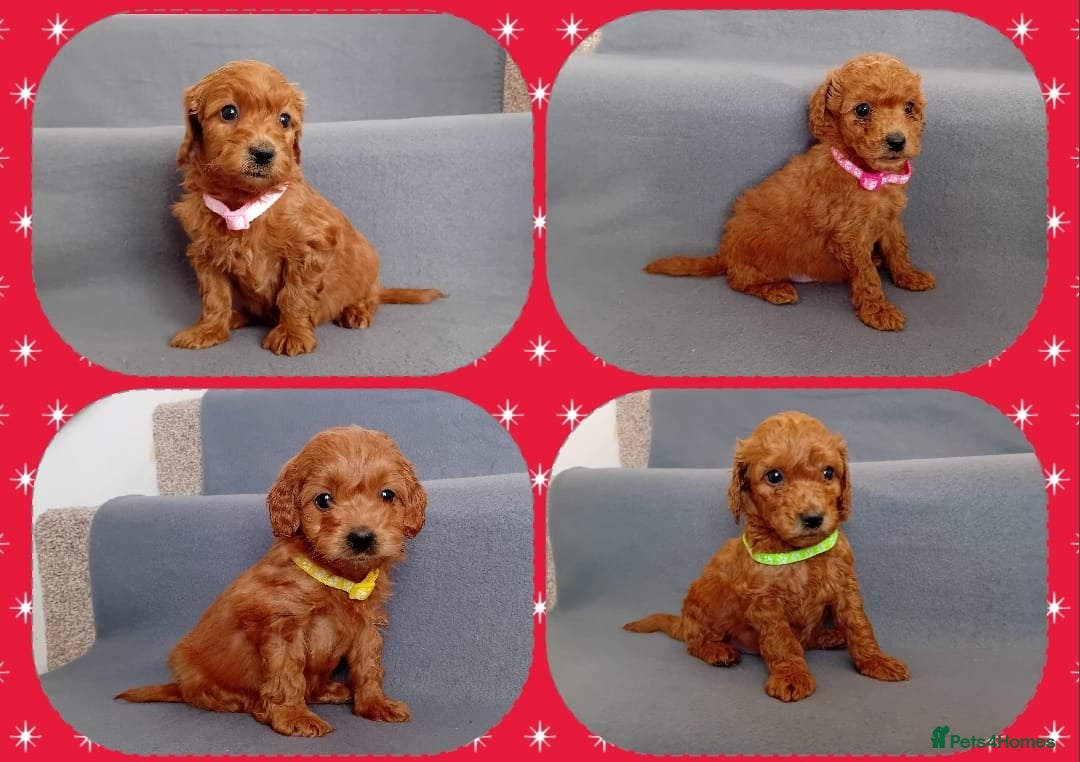 Goldendoodle dogs Stunning F1b Goldendoodle puppies - Advert 15