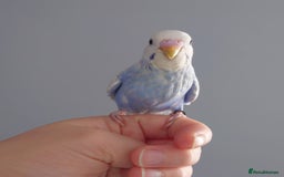 Budgerigars birds for sale: Hand reared silly tame baby budgies  - Image 4