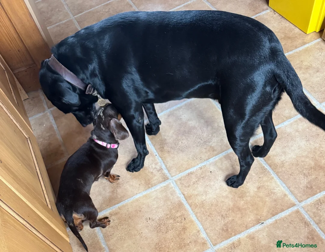 Miniature Dachshund dogs for sale: 1 year old Mini daschund - Bonnie  - Advert 7