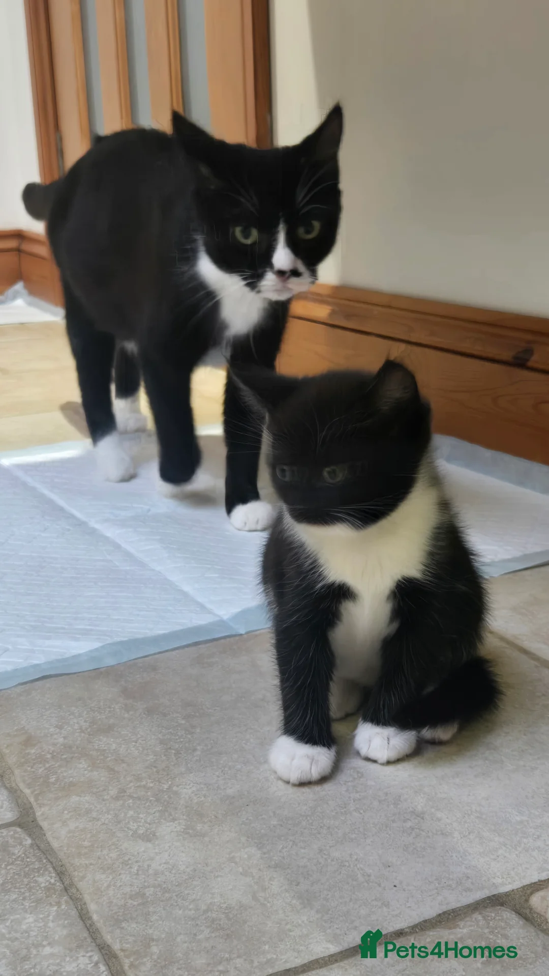Domestic Shorthair cats for sale: Female kittens are looking for their home in Portsmouth - Advert 1