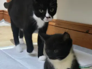 Domestic Shorthair cats Female kittens are looking for their home in Portsmouth - Advert 1