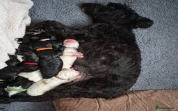 Mixed Breed dogs for sale: Gorgeous pup's for sale - Advert 3