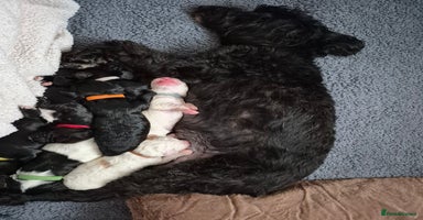 Mixed Breed dogs Gorgeous pup's for sale - Advert 6