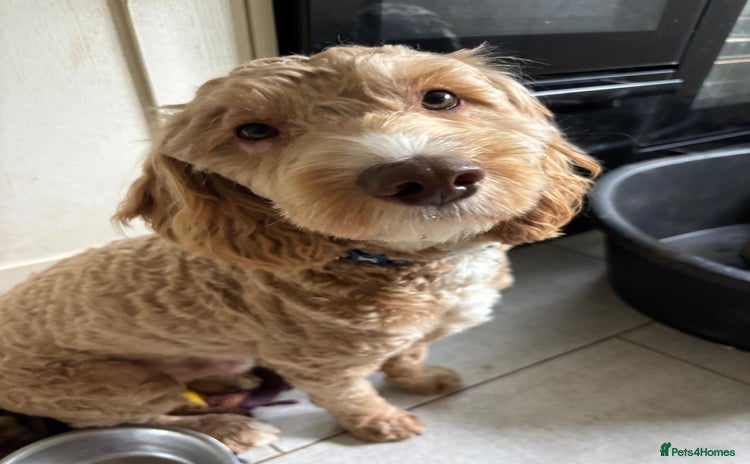 Cockapoo dogs - Advert 2