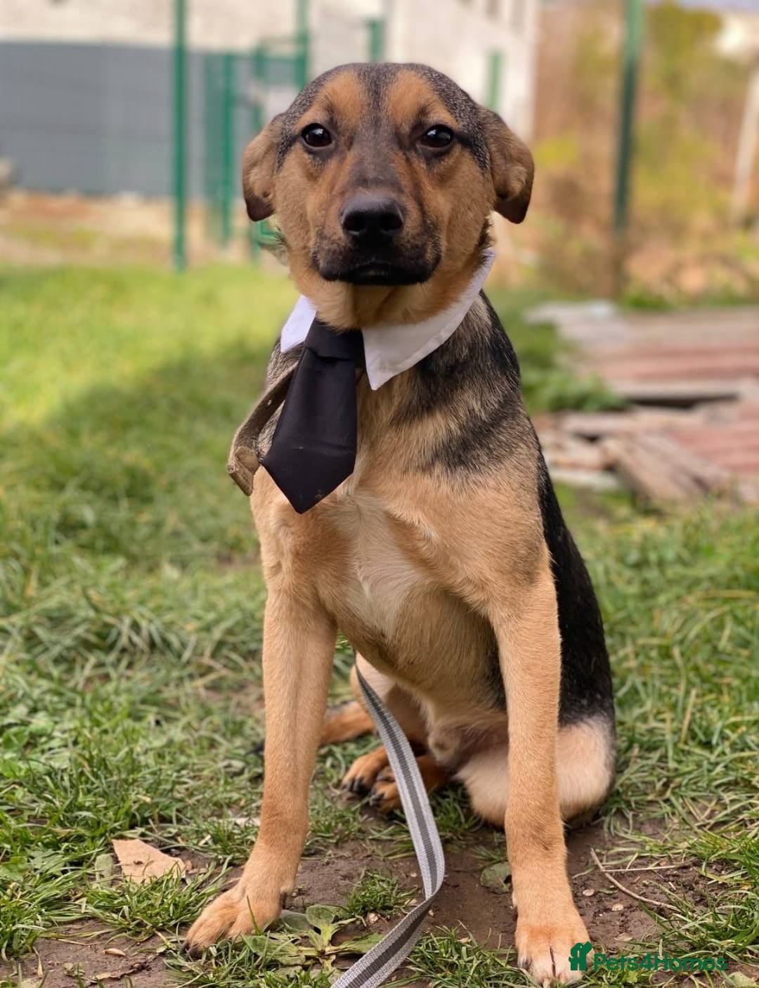 Mixed Breed dogs for adoption: 💙🐶 MOZART 🐶💙 - Advert 11