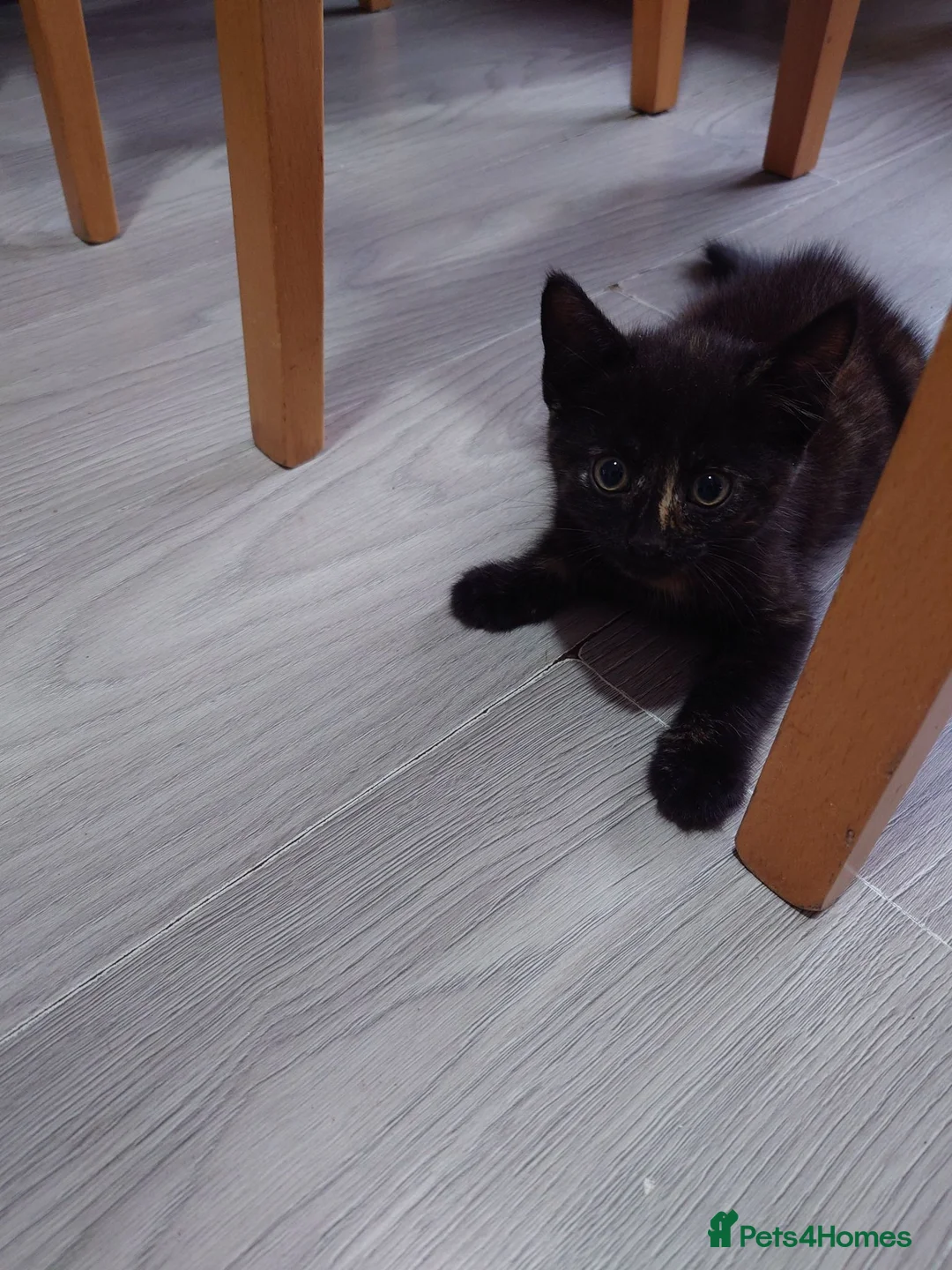 Mixed Breed cats for sale: Kittens looking for forever home. in Stowmarket - Advert 2