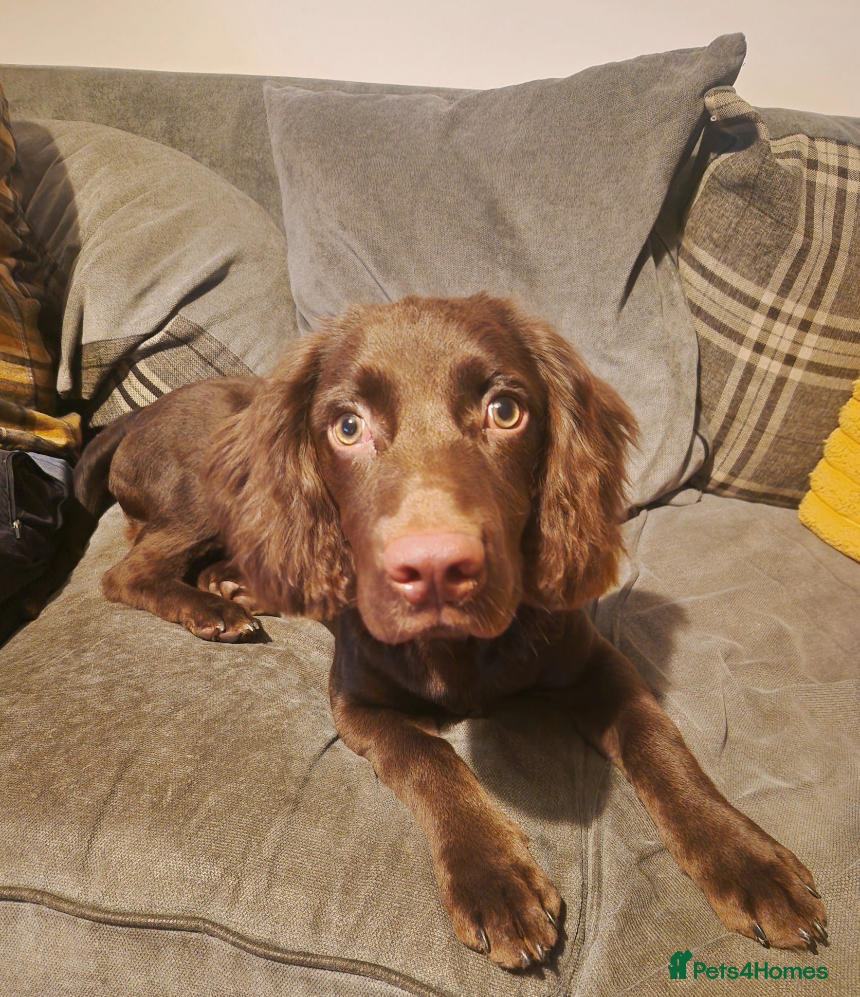 Cocker Spaniel dogs 8 month old Male Cocker Spaniel  - Advert 1