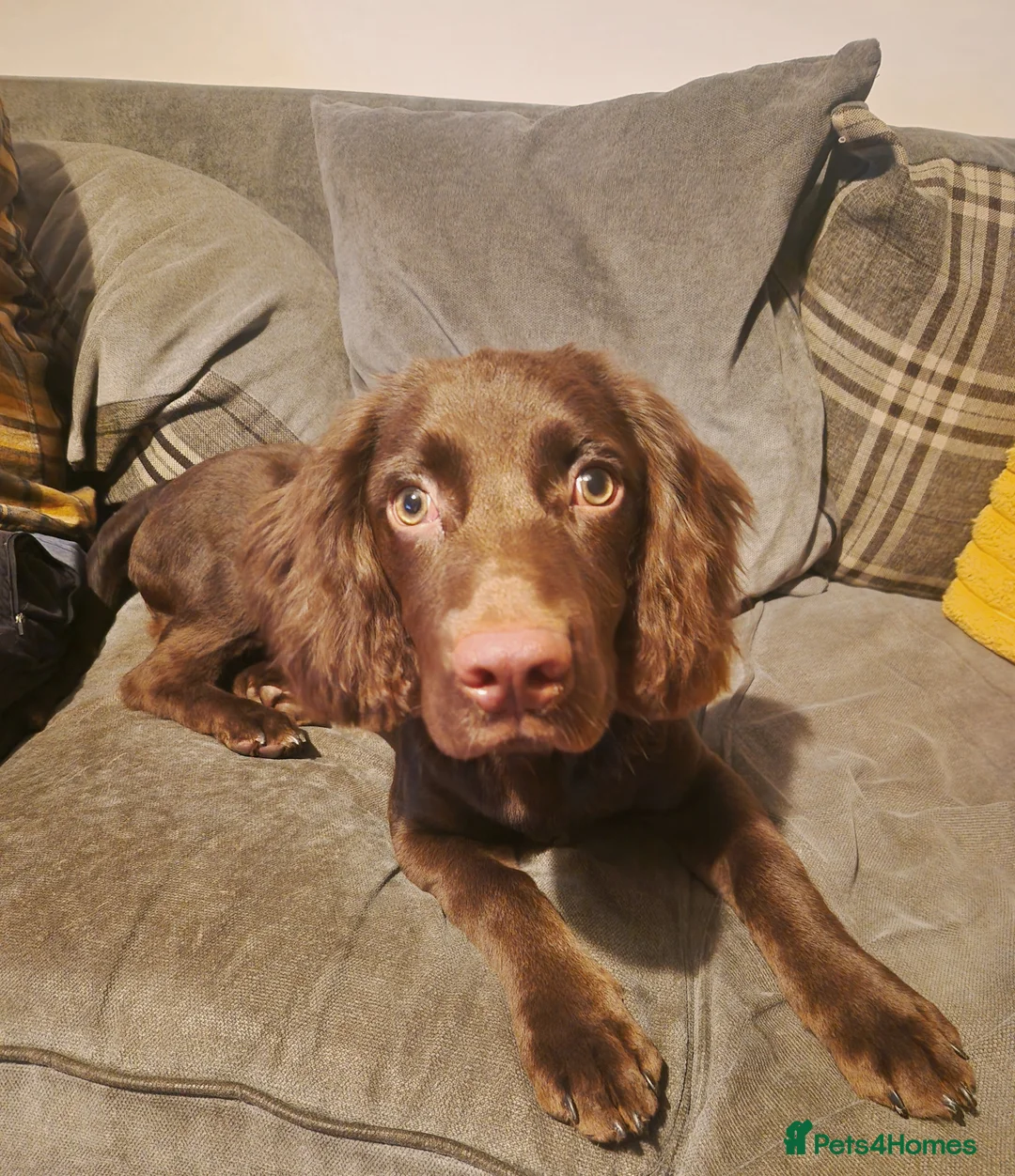 Cocker Spaniel dogs for sale: 8 month old Male Cocker Spaniel  in Accrington - Advert 1