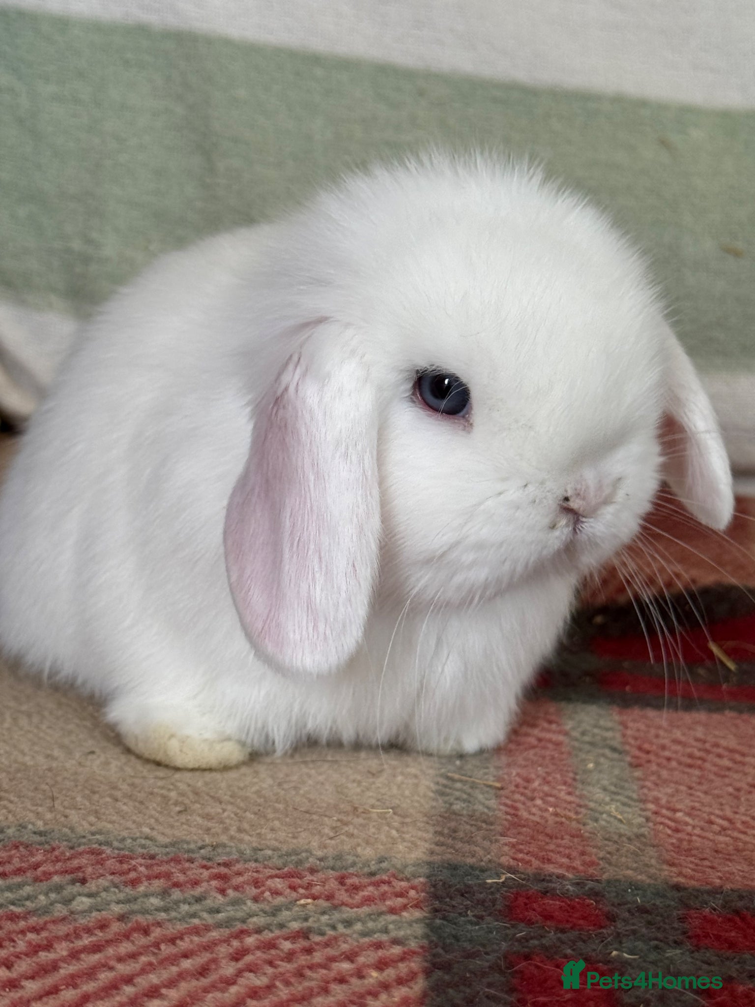 Mini Lop rabbits Gorgeous mini lop babies *vaccinated* - Advert 2