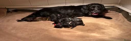 Cocker Spaniel dogs for sale: 4 beautiful cocker spaniel girls left for sale  - Advert 1