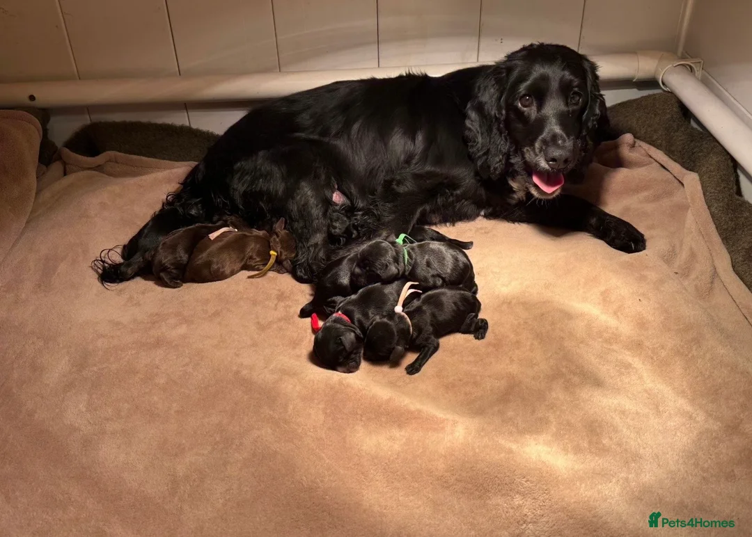 Cocker Spaniel dogs for sale: 4 beautiful cocker spaniel girls left for sale  - Advert 1