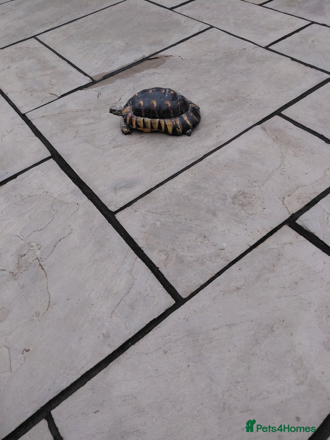 Tortoise reptiles for sale:  Marginated   tortoise  - Advert 6