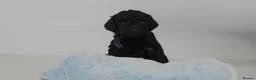 Cavapoo dogs for sale: Cute Cavapoo Puppies Looking for Forever Homes - Advert 24