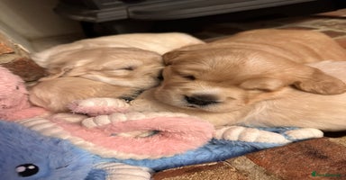 Golden Retriever dogs - Advert 3