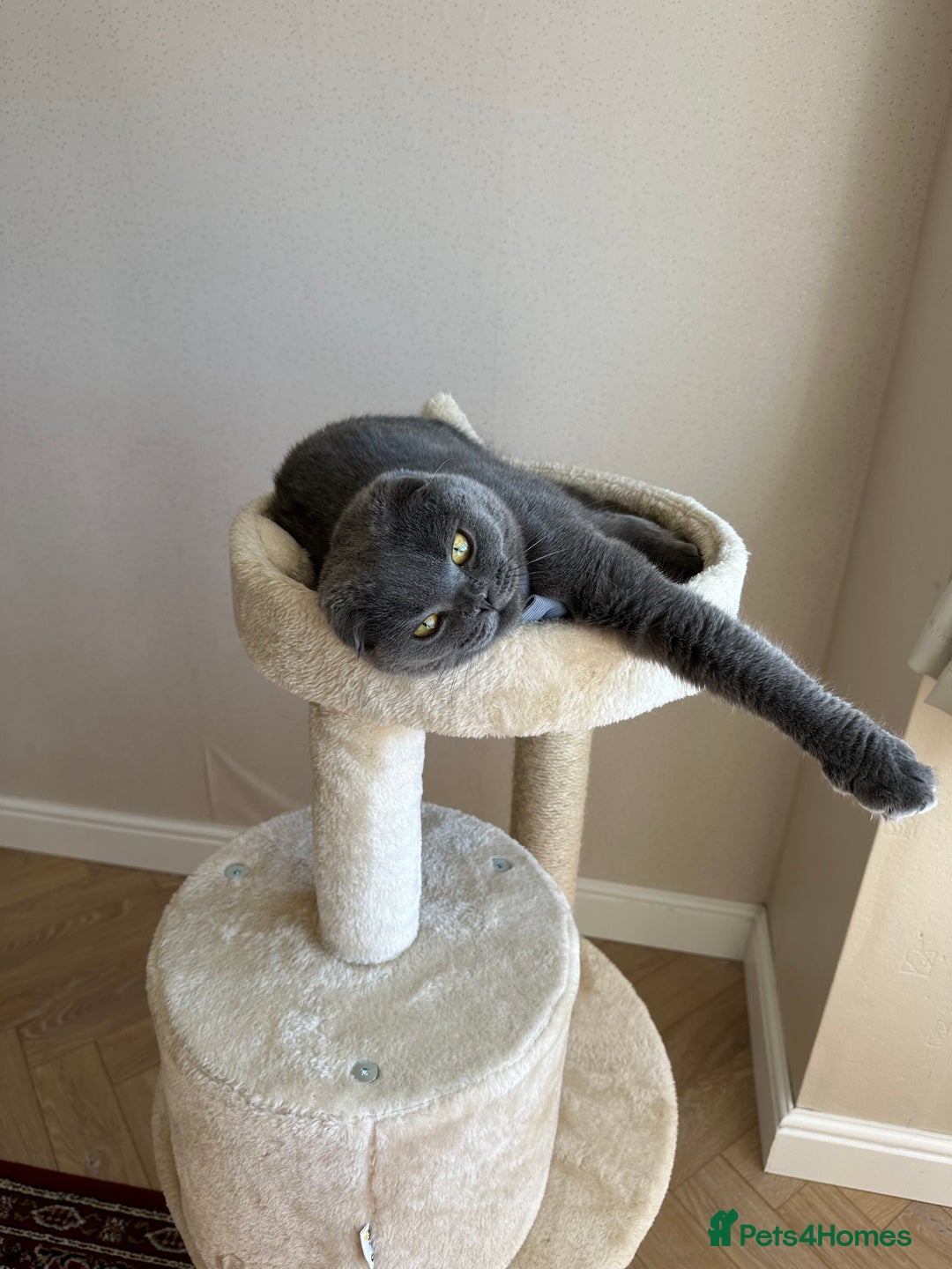 Scottish Fold cats for sale: Loving Scottish Fold  - Image 4