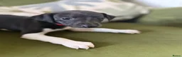 Whippet dogs for sale: Ready now!kcregistered❤️ - Advert 16