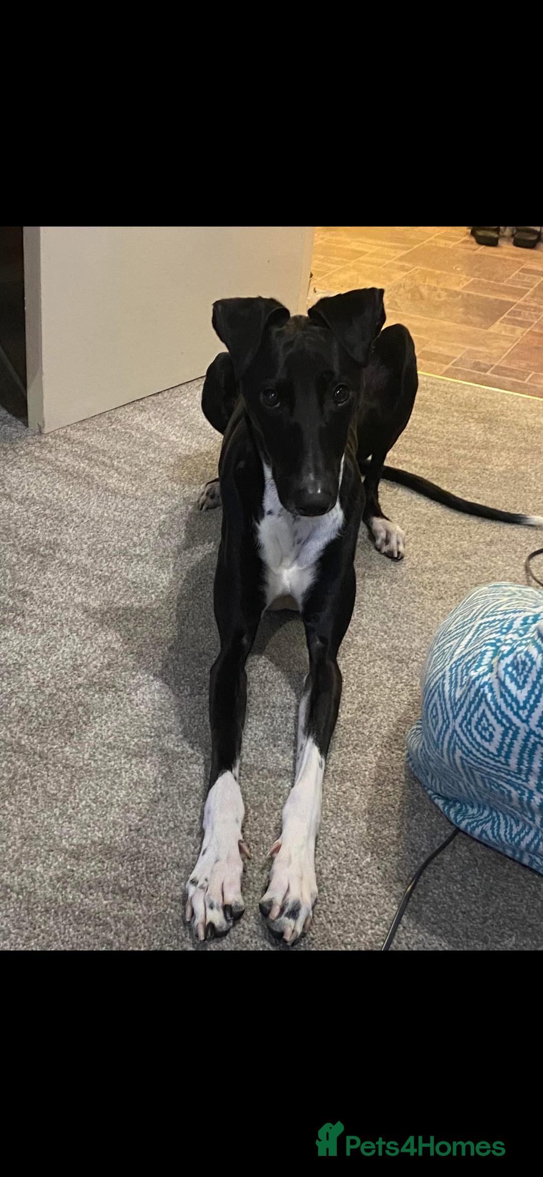 Greyhound dogs for stud: Greyhound stud  - Advert 9