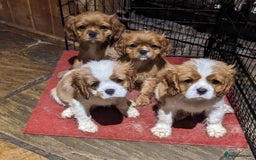 Cavalier King Charles Spaniel dogs for sale: Cavalier puppies Top bloodlines KC reg. - Advert 1