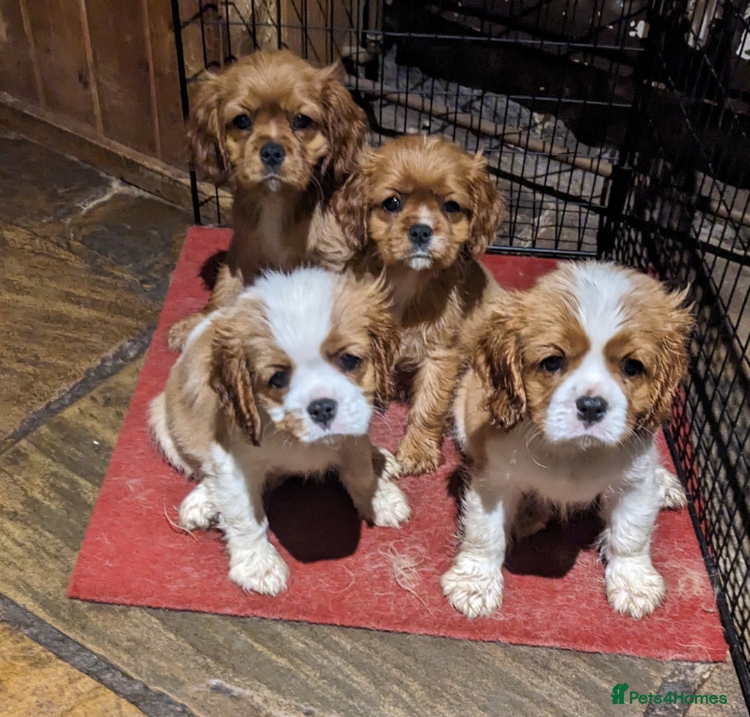 Cavalier King Charles Spaniel dogs for sale: Cavalier puppies Top bloodlines KC reg. - Advert 1
