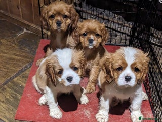 Cavalier King Charles Spaniel dogs for sale: Cavalier puppies Top bloodlines KC reg. - Advert 1