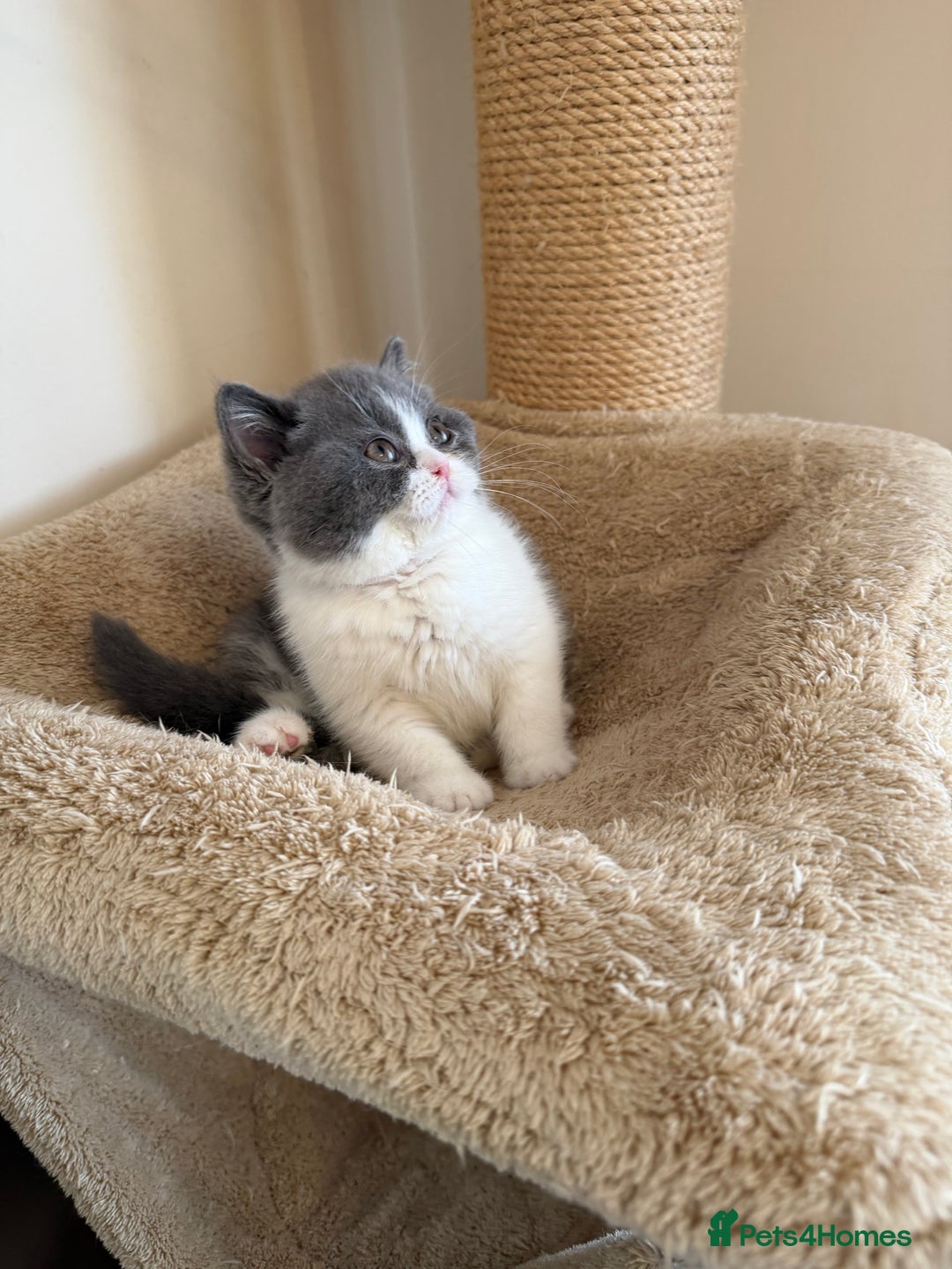 British Shorthair cats for sale: British Shorthair kittens  - Advert 21