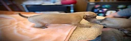Italian Greyhound dogs for sale: KC Registered Italian Greyhound Girl Puppies - Advert 17