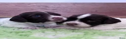 English Springer Spaniel dogs for sale: English Springer Spaniel Pups - Advert 7