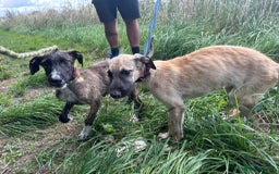 Mixed Breed dogs for adoption: Myrtle - Norwich Norfolk  - Image 8