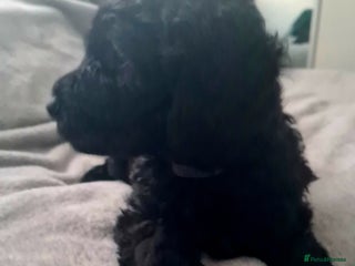 Labradoodle dogs 💫✨ Mini Labradoodles – Last 3 Girls! ✨💫 - Advert 4