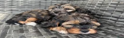 Cavapoo dogs for sale: Amazing coloured fi cavapoo health tested parents  - Advert 5